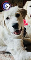 Zsa Zsa