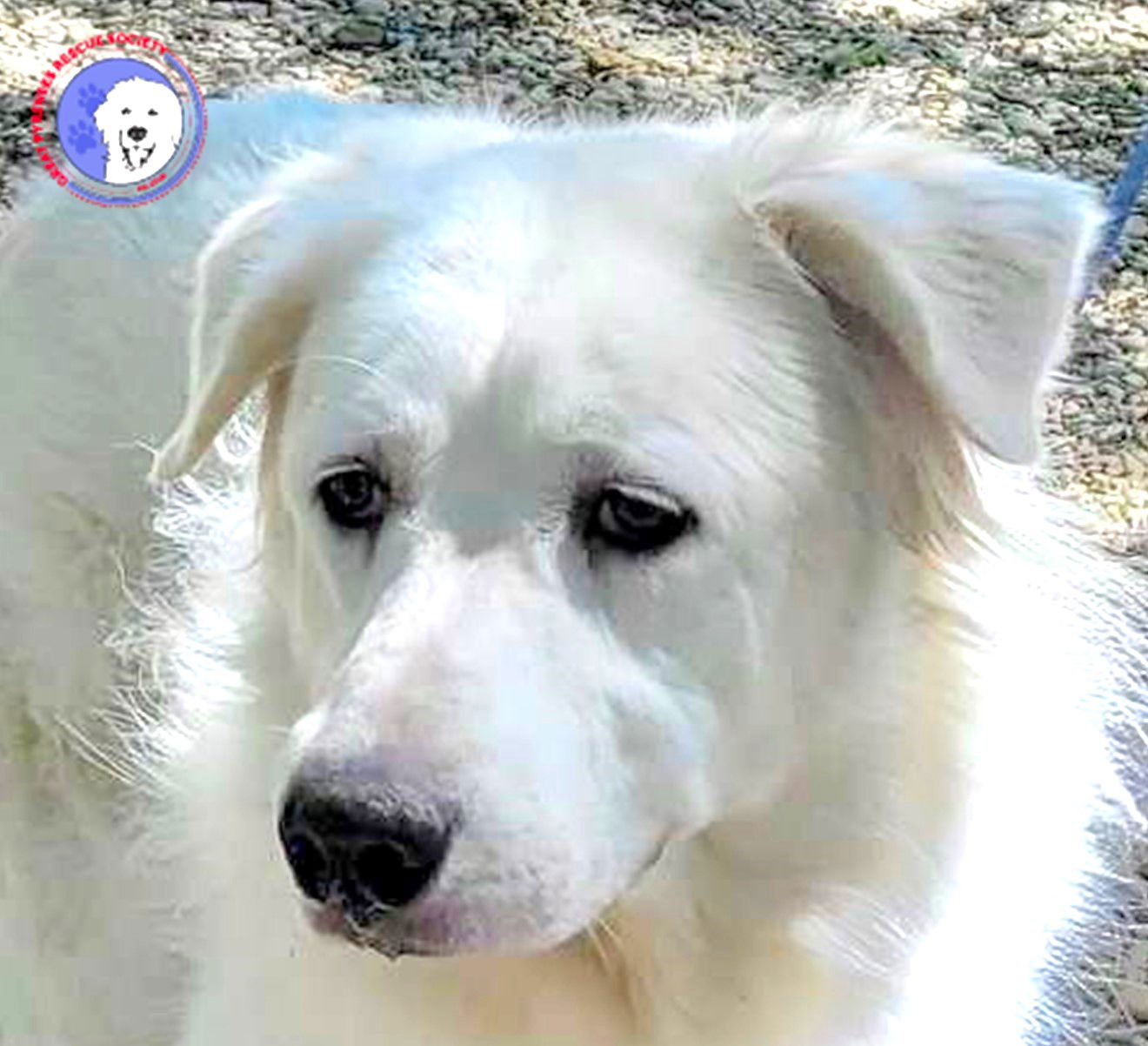 adoptable Dog in Seagoville, TX named Madison