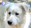 adoptable Dog in  named Madison
