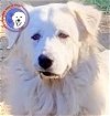 adoptable Dog in seagoville, TX named Madison