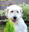 Toby
