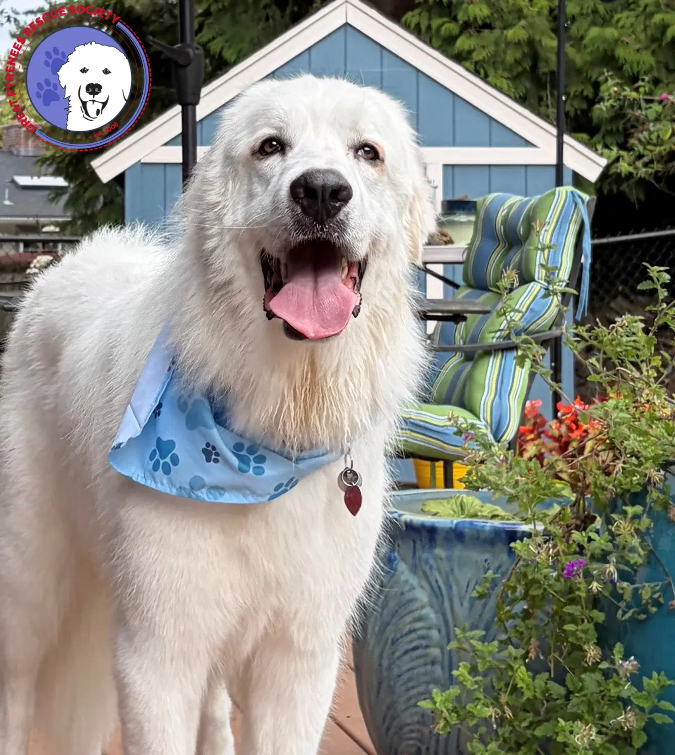 Jelly - Great Pyrenees