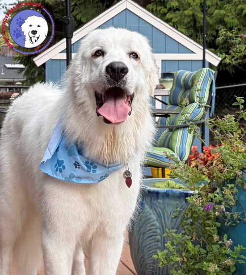 Jelly, a dog for adoption from Great Pyrenees Rescue Society