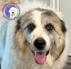 adoptable Dog in hartford, CT named Juliette
