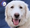 adoptable Dog in porter, TX named Jolene