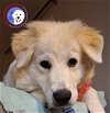 adoptable Dog in lynnwood, WA named Mistle