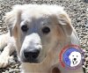 adoptable Dog in lynnwood, WA named Mistle