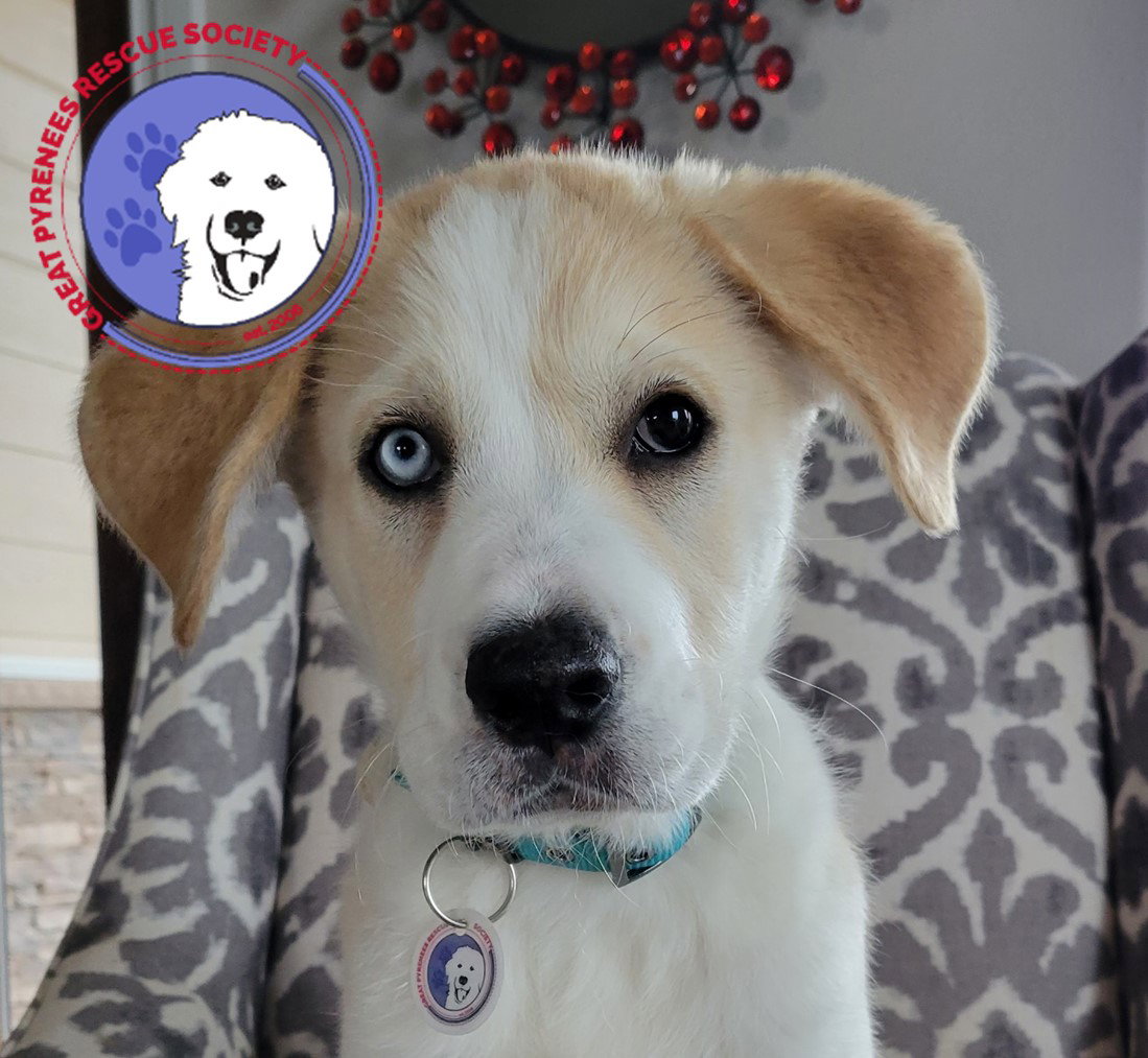Dog adoption in Yakima, WA 98908 Great Pyrenees (long coat) Dog "Lucky