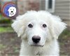 adoptable Dog in beaverton, OR named Owen