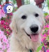 adoptable Dog in  named Blanca