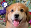 adoptable Dog in spring, TX named Skittles