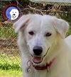 adoptable Dog in Conroe, TX named Yollie