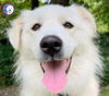 adoptable Dog in Spring, TX named Sawana