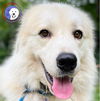 adoptable Dog in Spring, TX named Fluffball