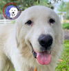 adoptable Dog in Spring, TX named Adam