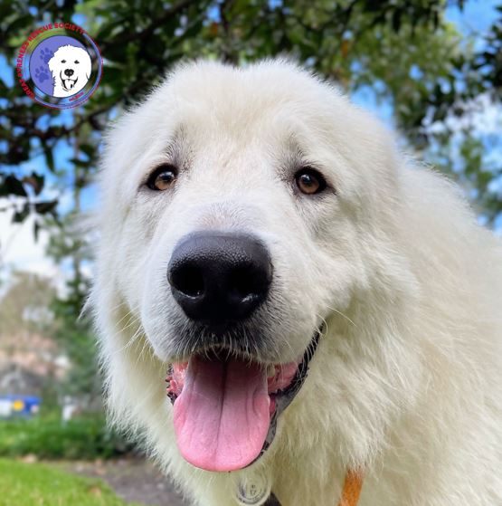 adoptable Dog in Spring, TX named Steele