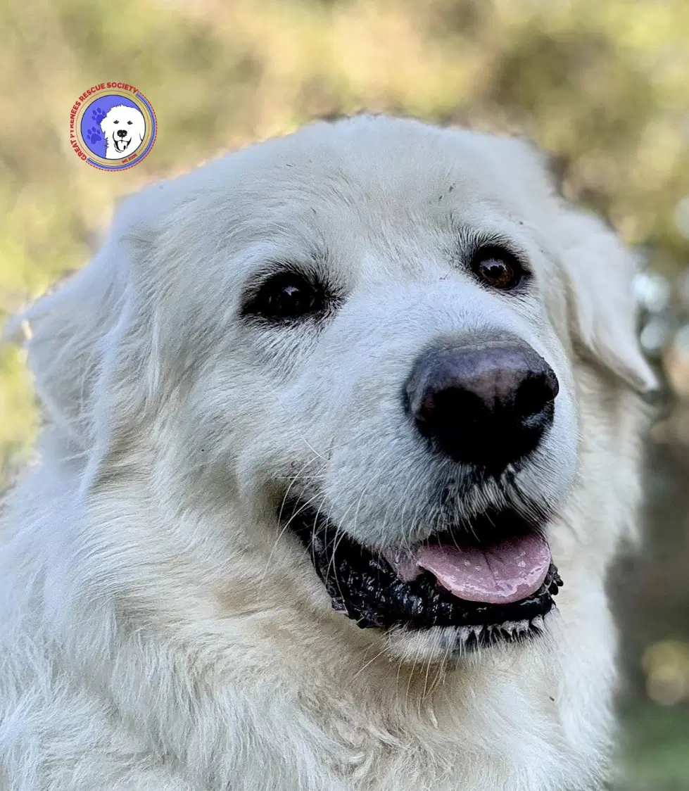 Sir Kingsley - Great Pyrenees
