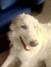 Winkie