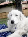 Winkie