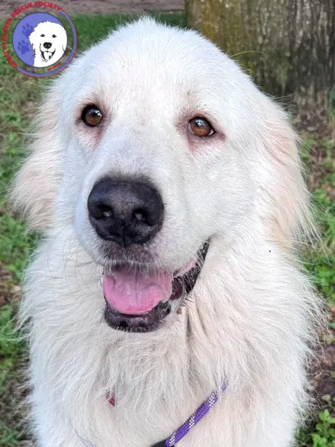 Terrie - Great Pyrenees