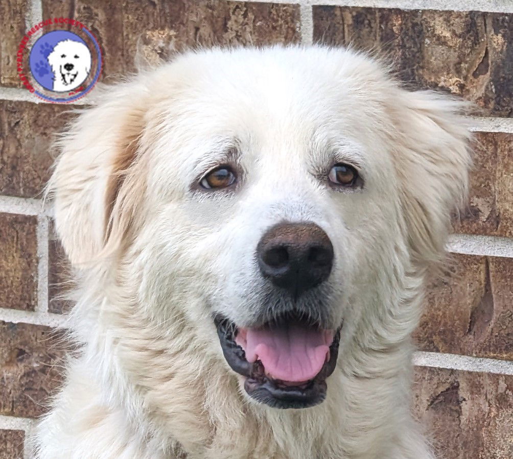adoptable Dog in Porter, TX named Sedona