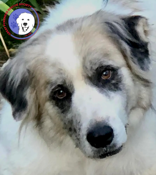 Tucker Image