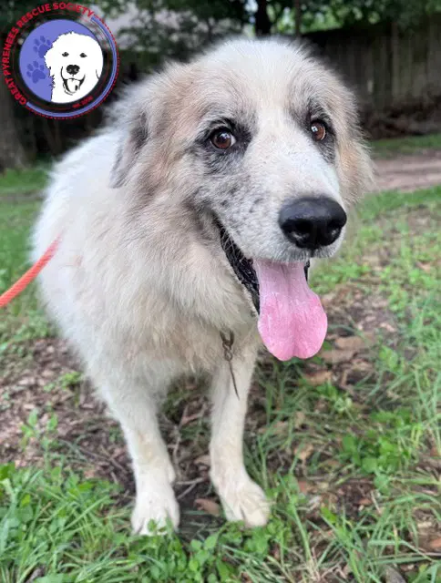 Tucker - Great Pyrenees