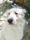 Luka