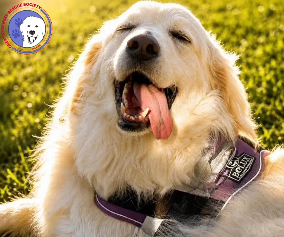 Felicity - Great Pyrenees