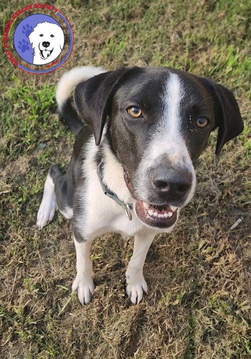 Humphry, an adoptable Great Pyrenees in Spring, TX