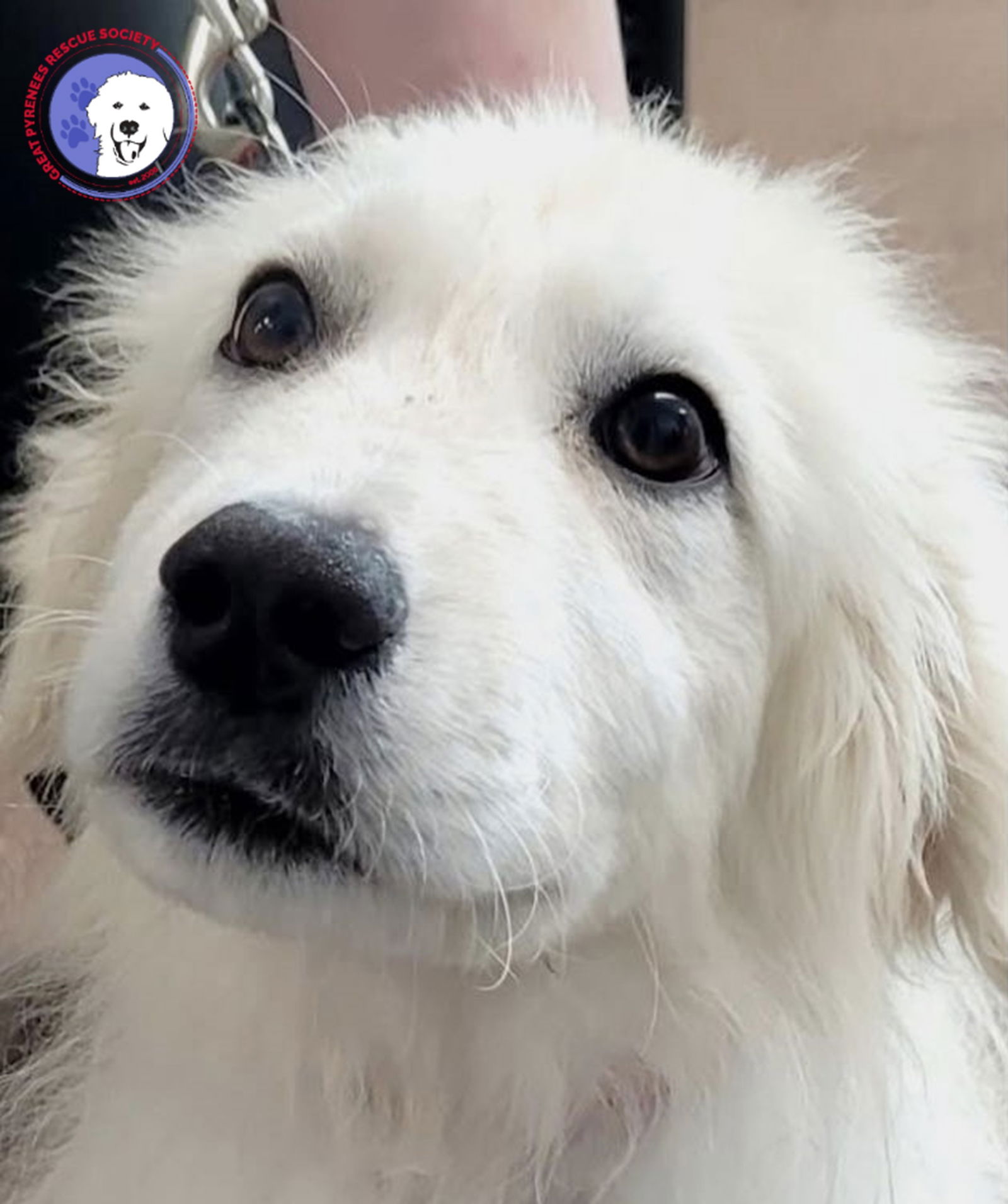 adoptable Dog in Cedar Hill, TX named Peter