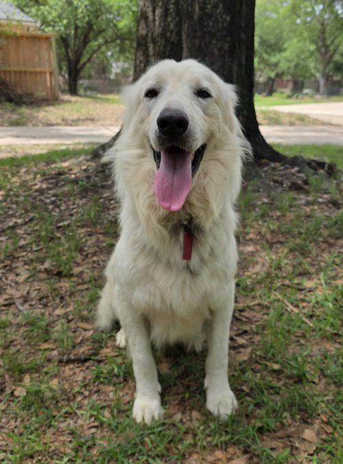 picture of the dog needing adoption