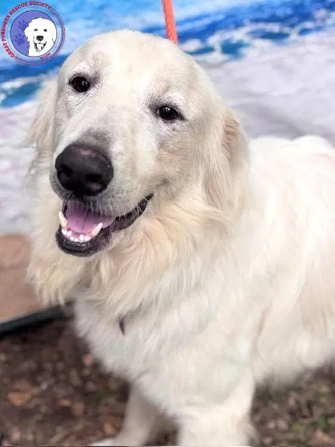 James - Great Pyrenees