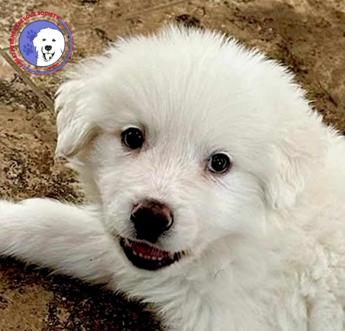 adoptable Dog in Cypress, TX named Pollo