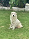 adoptable Dog in  named Hannah