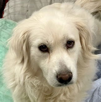 adoptable Dog in Seagoville, TX named Hannah