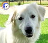 adoptable Dog in harker heights, TX named Canada