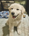 Mako