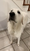 Shelly