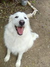 Molly