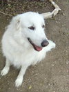 Molly