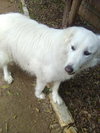 Molly