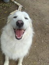 Molly