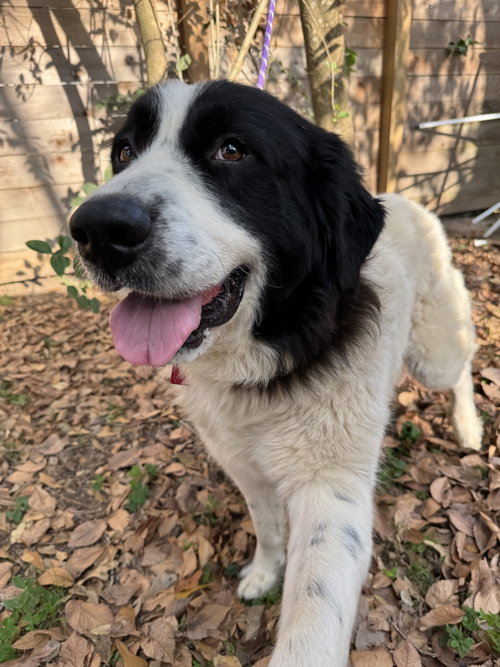 OPAL - Great Pyrenees available for adoption