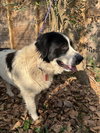 Opal - Photo 5