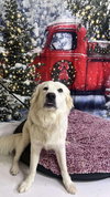 Dasher