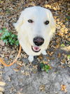 Dasher