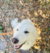 Dasher