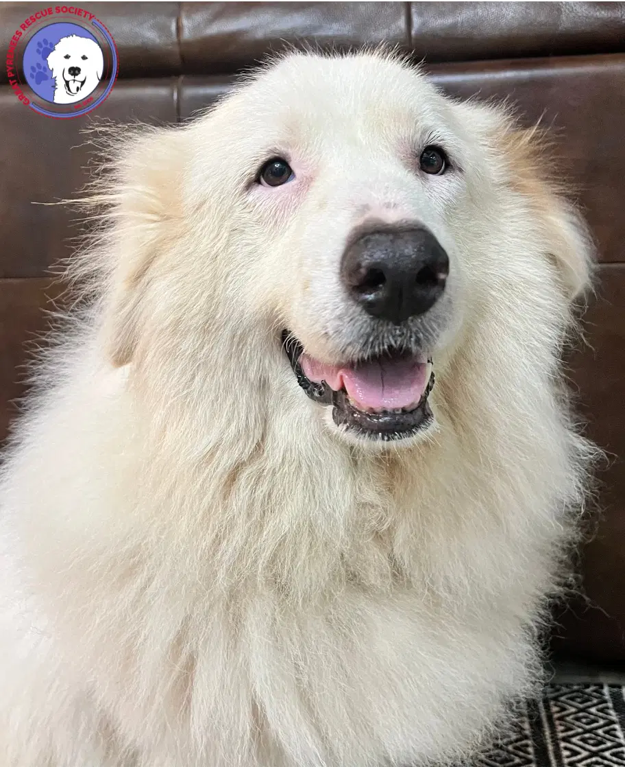 Teagan - Great Pyrenees