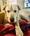 Cullen